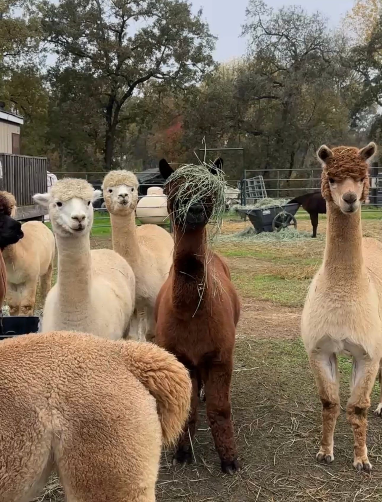 We’re Getting Alpacas and a Llama! 🤯🦙🌿